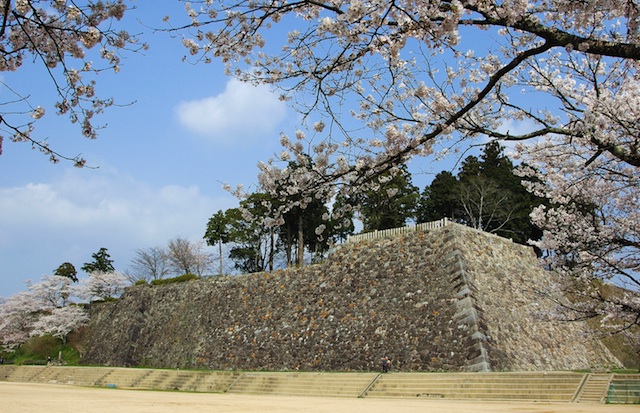 篠山城跡　桜 (15)R